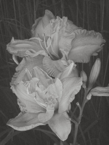 Black and white photograph of layered daylily flowers with ruffled petals and buds against a dark leafy background.