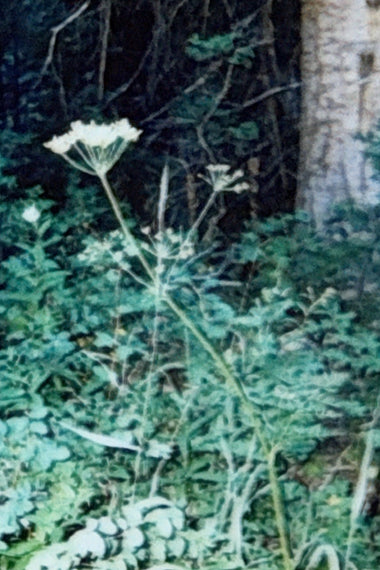 A scanned photograph of a dense green forest undergrowth with tall leafy plants, small white flowers, and a large tree trunk in the background.