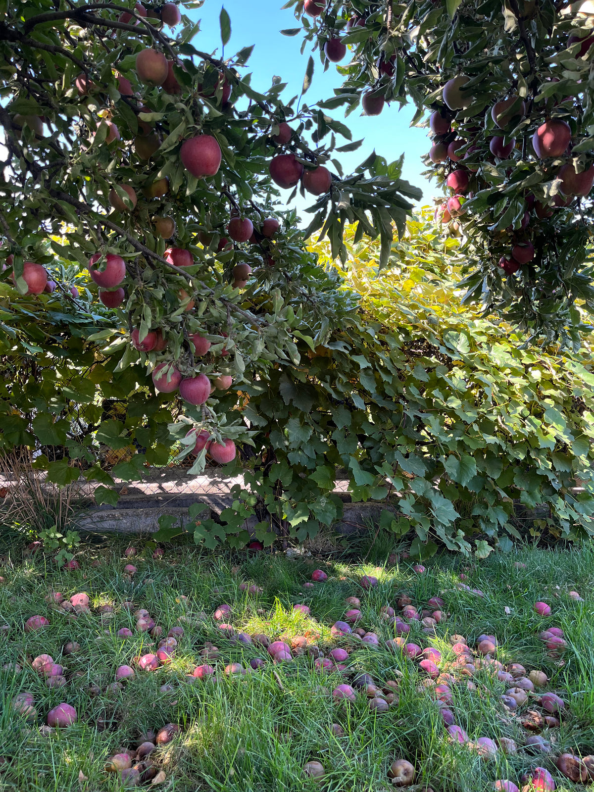 A lush apple tree laden with red apples, with many apples scattered on the grass below, under a clear blue sky.